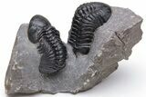 Pair Of Black Reedops Trilobites - Aatchana, Morocco #230499-1